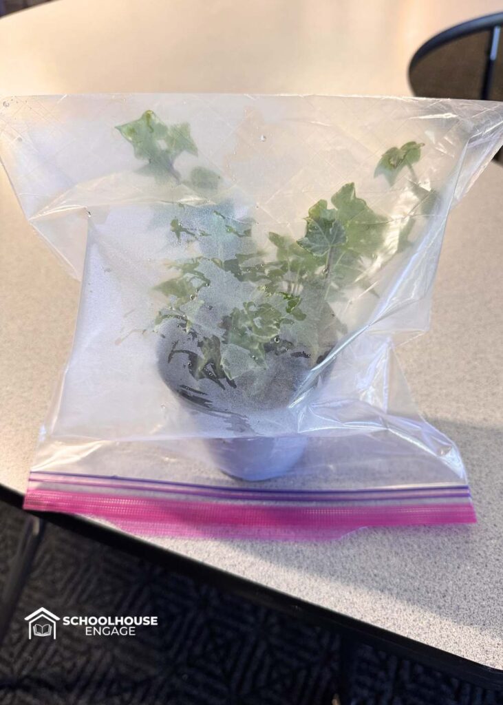 Transpiration science experiment plant in plastic bag